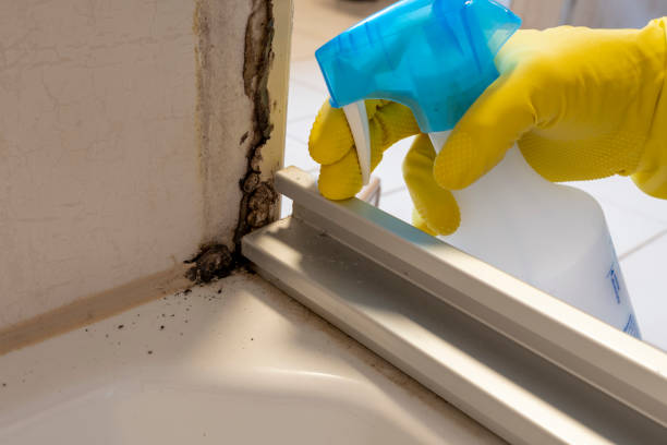 Best Mold Damage Restoration  in Cumberland Center, ME